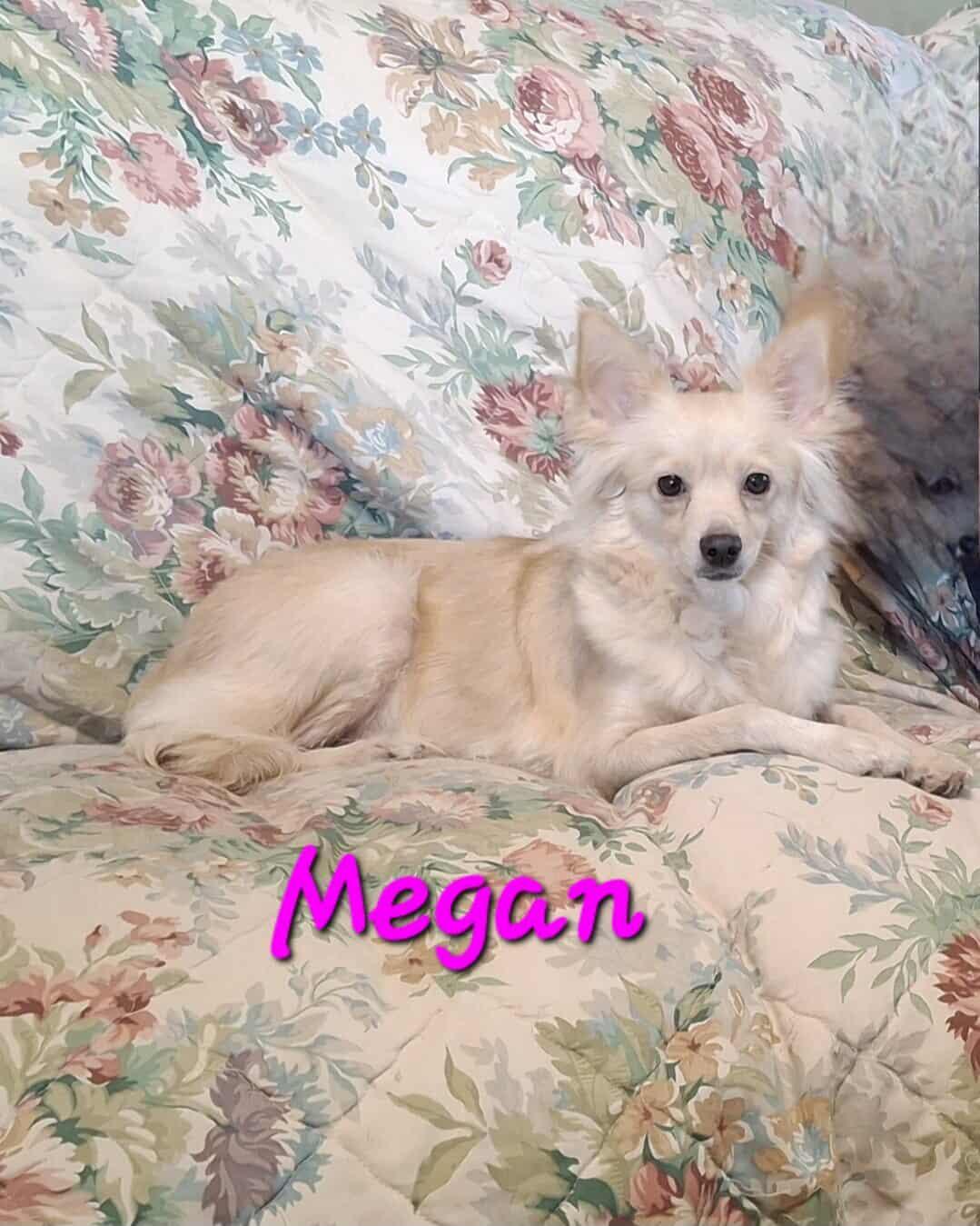 Enlarge Megan, an adopted mixed breed in Wichita Falls, TX image 1/1