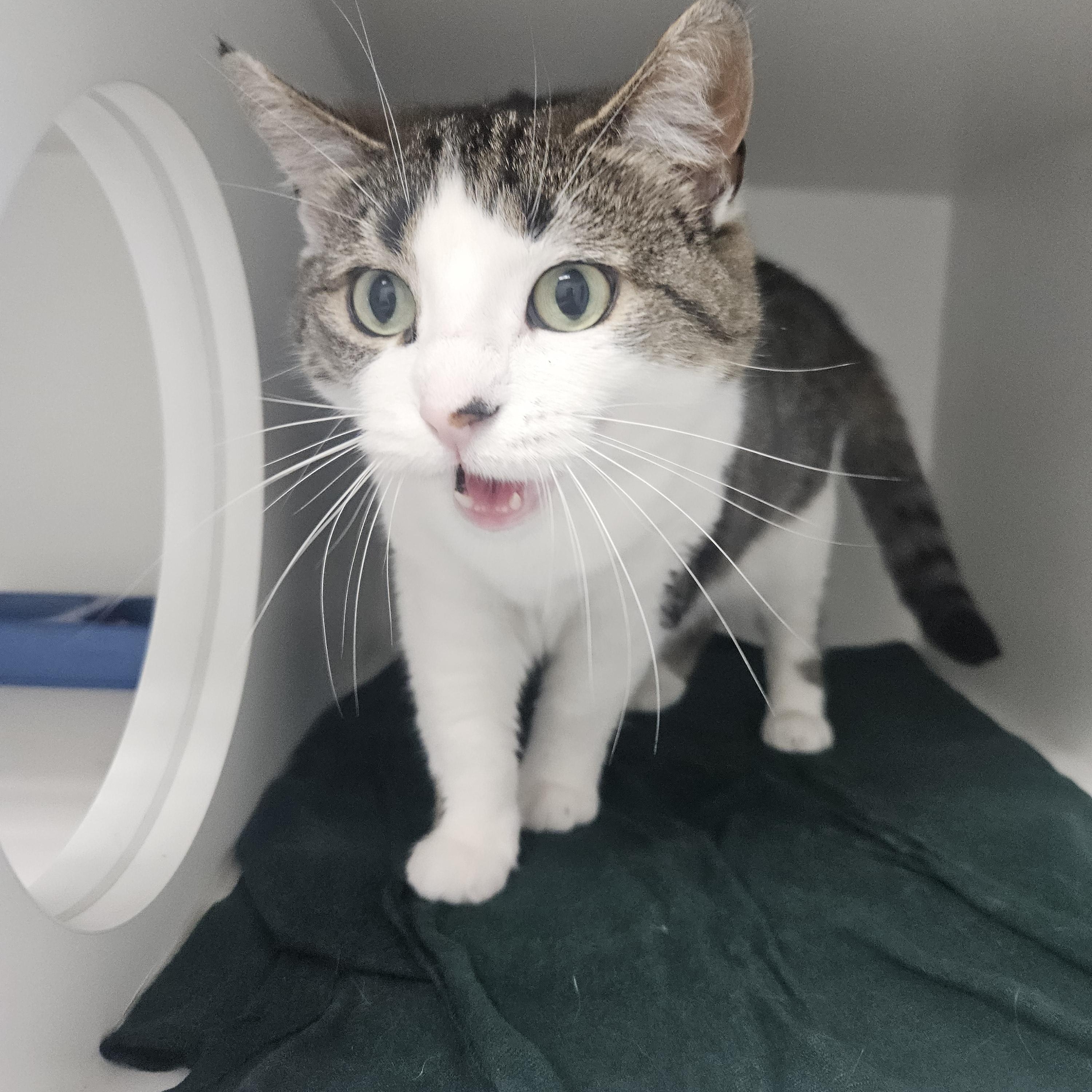 Enlarge Bella, a ADOPTABLE Domestic Short Hair in Fall River, MA image 1/1
