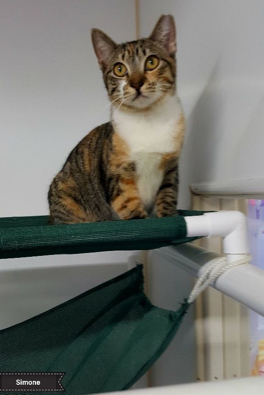 Simone, Adoptable, Adult Female Domestic Short Hair.