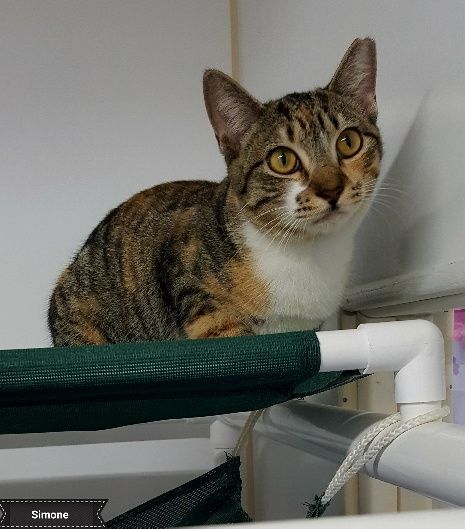 Simone, a Adoptable mixed breed in Key Largo, FL image 2/3