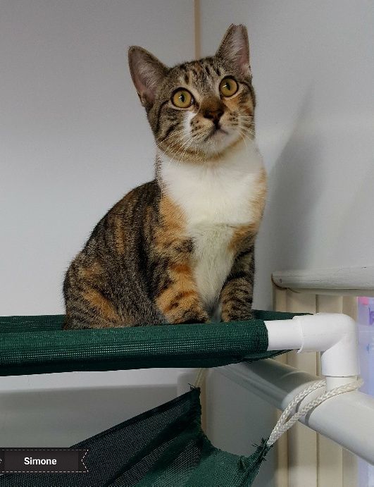 Simone, a Adoptable mixed breed in Key Largo, FL image 3/3