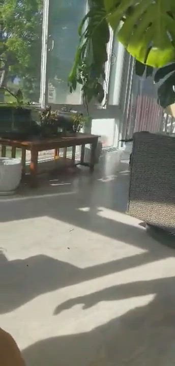 Enlarge Phoenix , a Adopted mixed breed in West Haven, CT video 4/7