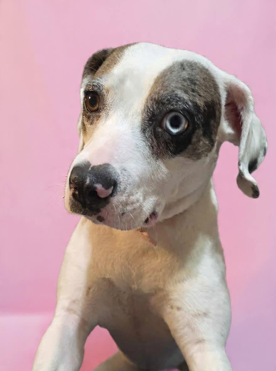 Siri, a ADOPTABLE mixed breed in Wheelersburg, OH image 4/4
