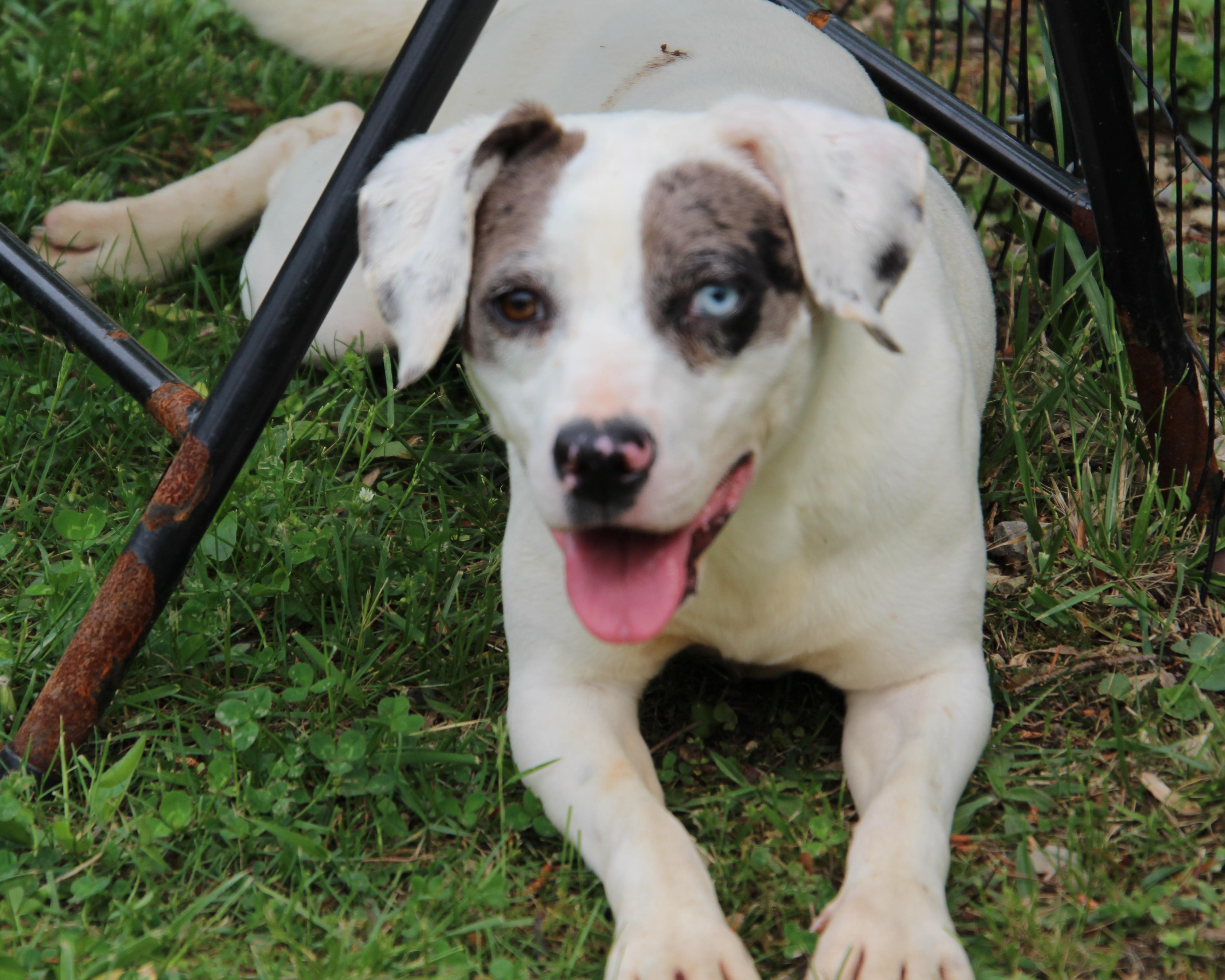 Siri, a ADOPTABLE mixed breed in Wheelersburg, OH image 1/4
