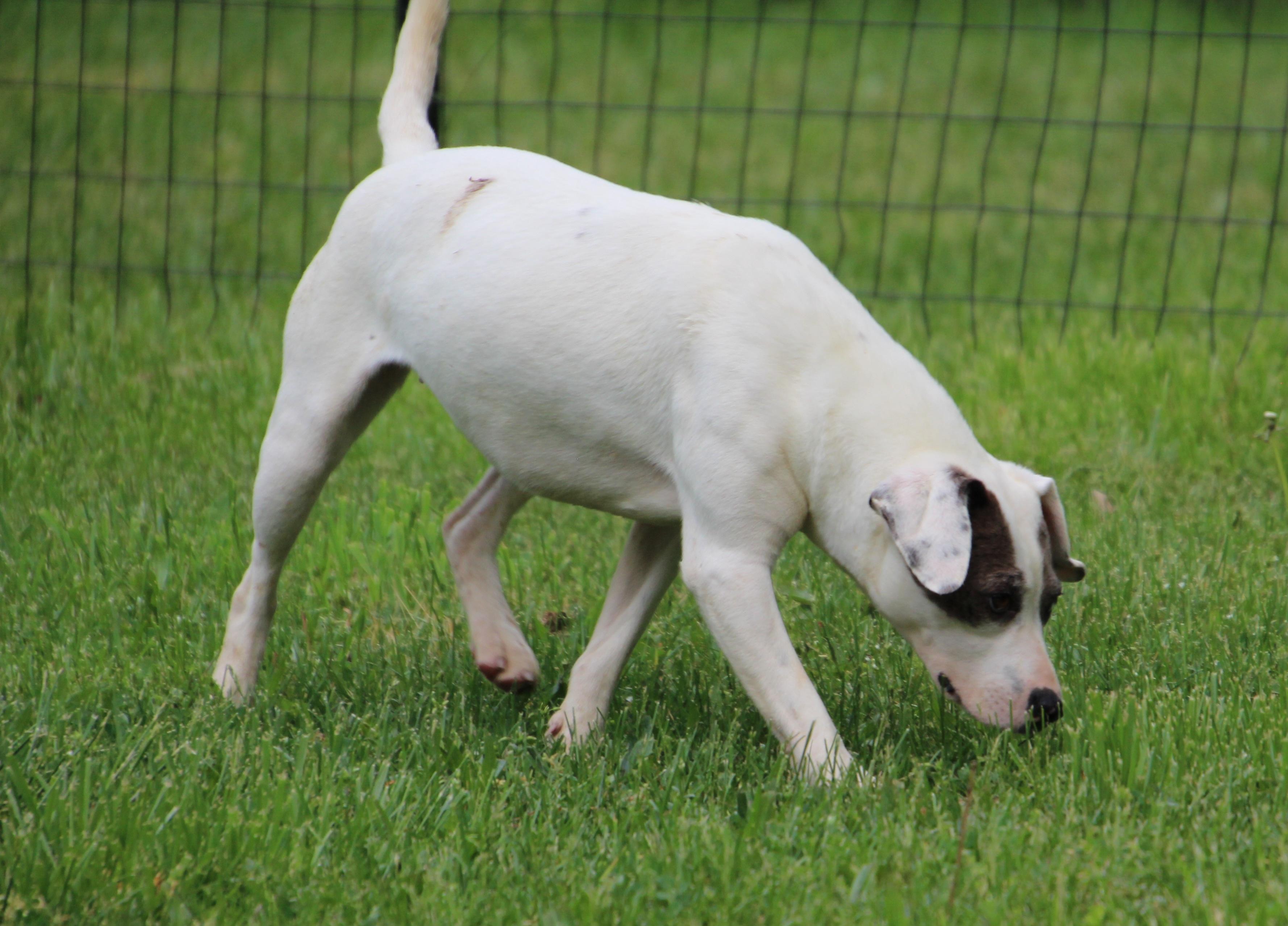 Siri, a ADOPTABLE mixed breed in Wheelersburg, OH image 3/4