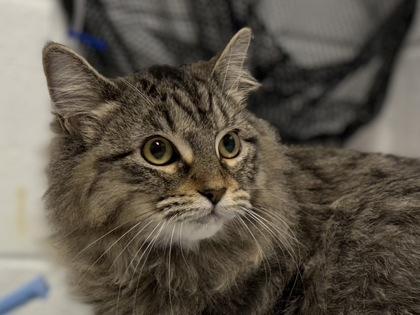 Debbie, Adoptable, Kitten Female Domestic Medium Hair & Domestic Short Hair.