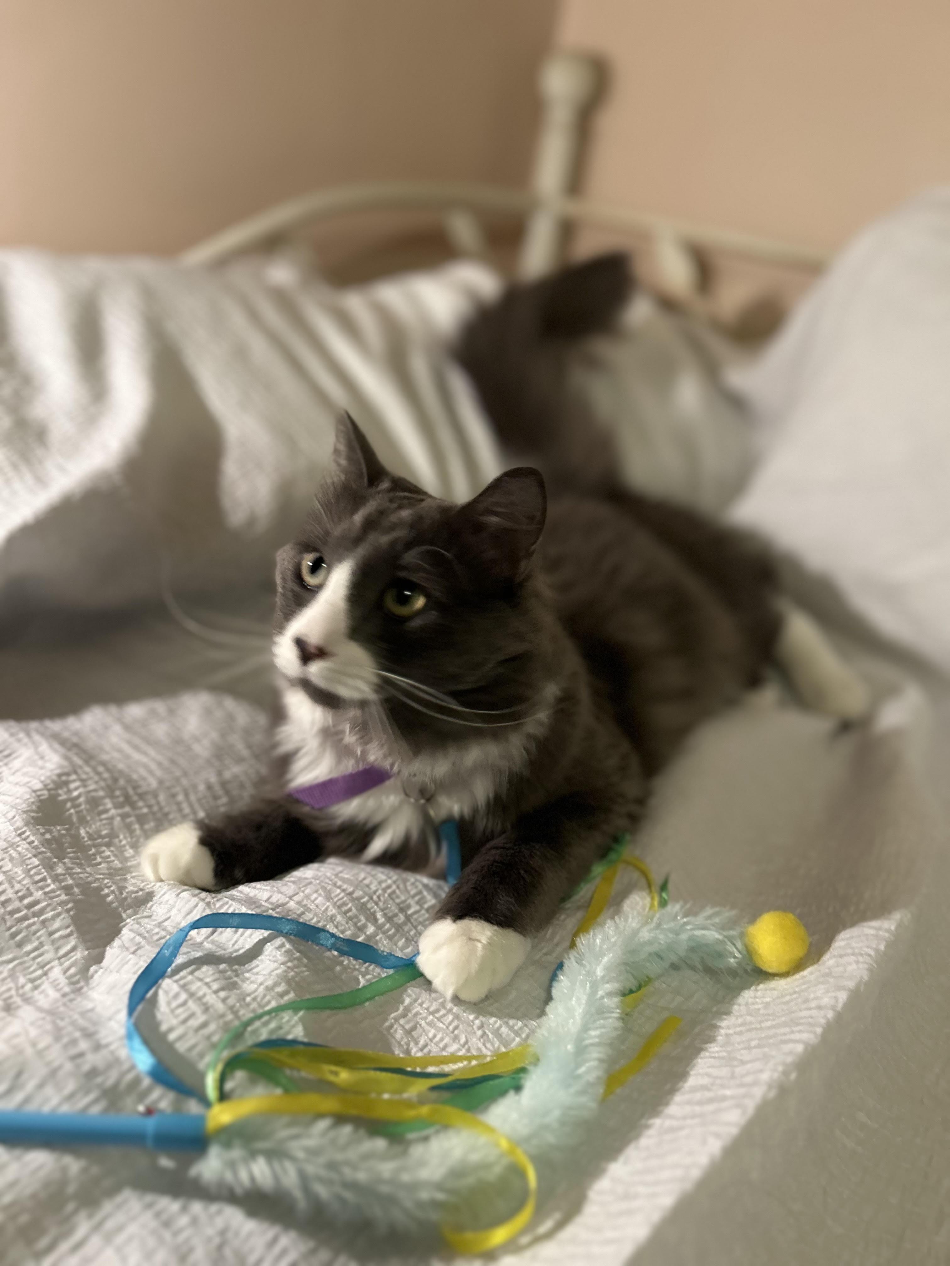 Cullen, an adopted Domestic Short Hair in Herculaneum, MO image 1/3