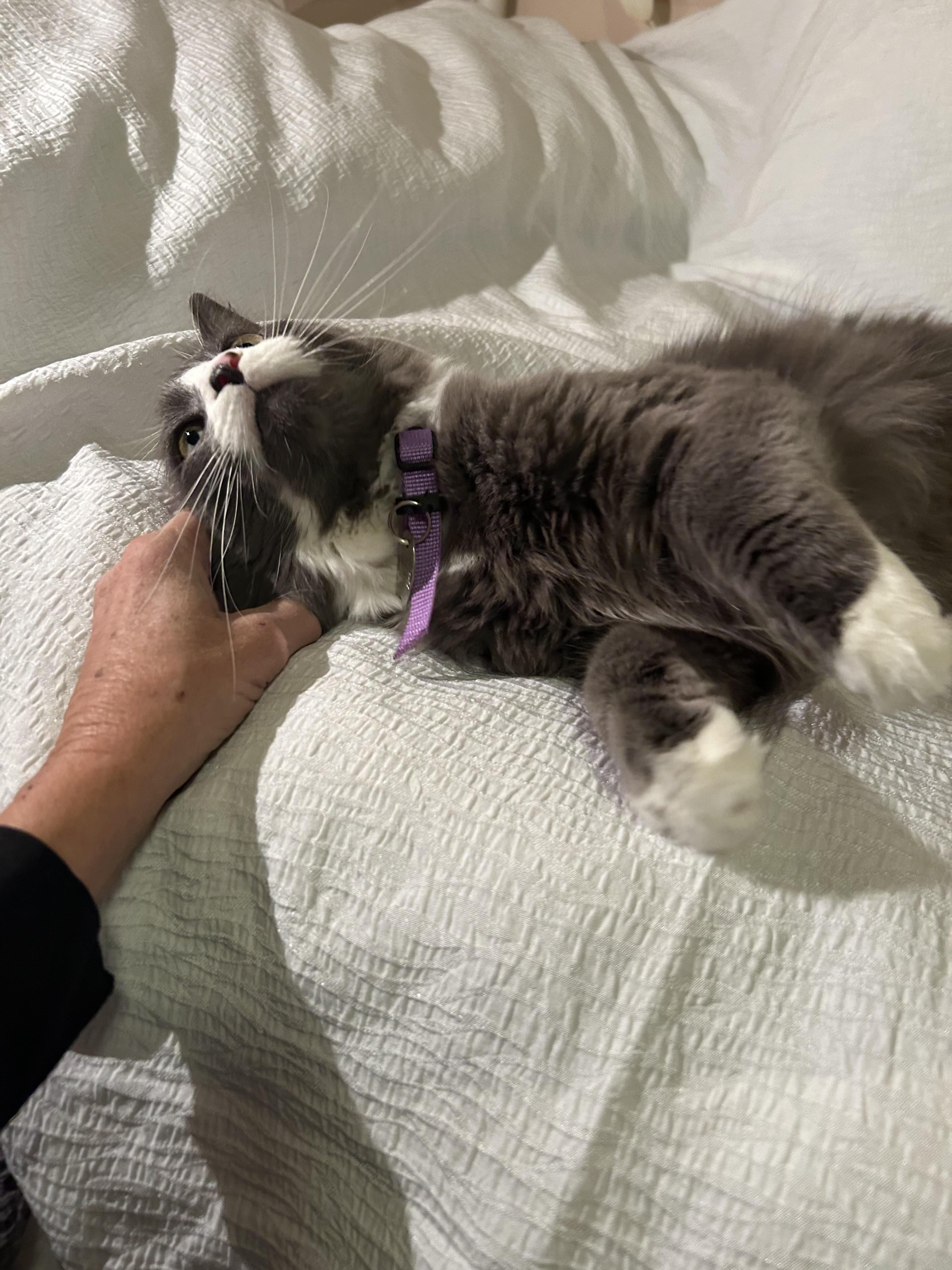 Cullen, an adopted Domestic Short Hair in Herculaneum, MO image 2/3