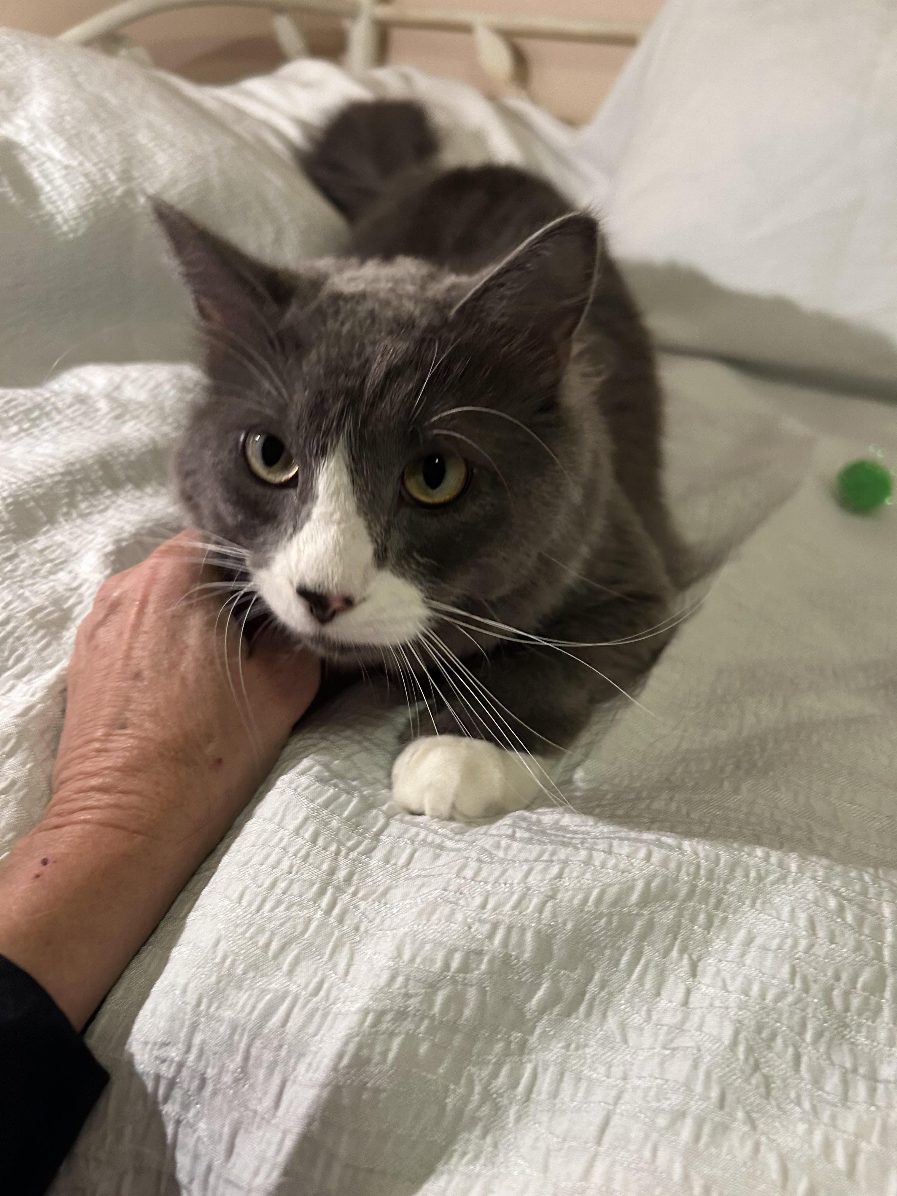 Cullen, an adopted Domestic Short Hair in Herculaneum, MO image 3/3