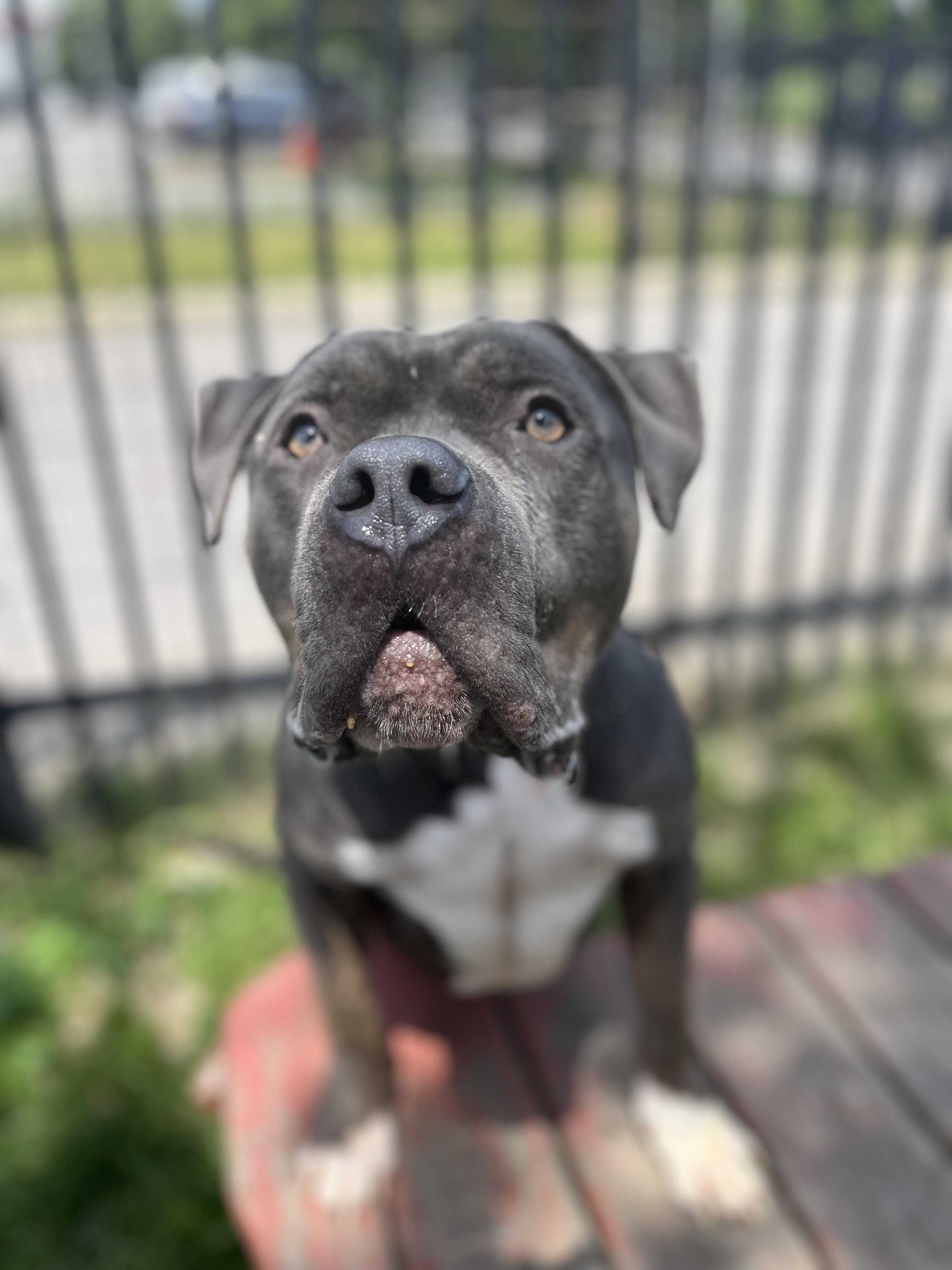 Enlarge Blue Steel, a ADOPTABLE mixed breed in Buffalo, NY image 6/6