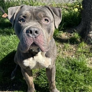 Blue Steel, a ADOPTABLE mixed breed in Buffalo, NY image 2/4