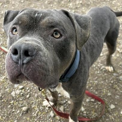 Blue Steel, a ADOPTABLE mixed breed in Buffalo, NY image 3/4