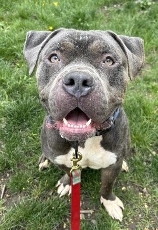 Blue Steel, ADOPTABLE, Adult Male American Bully.