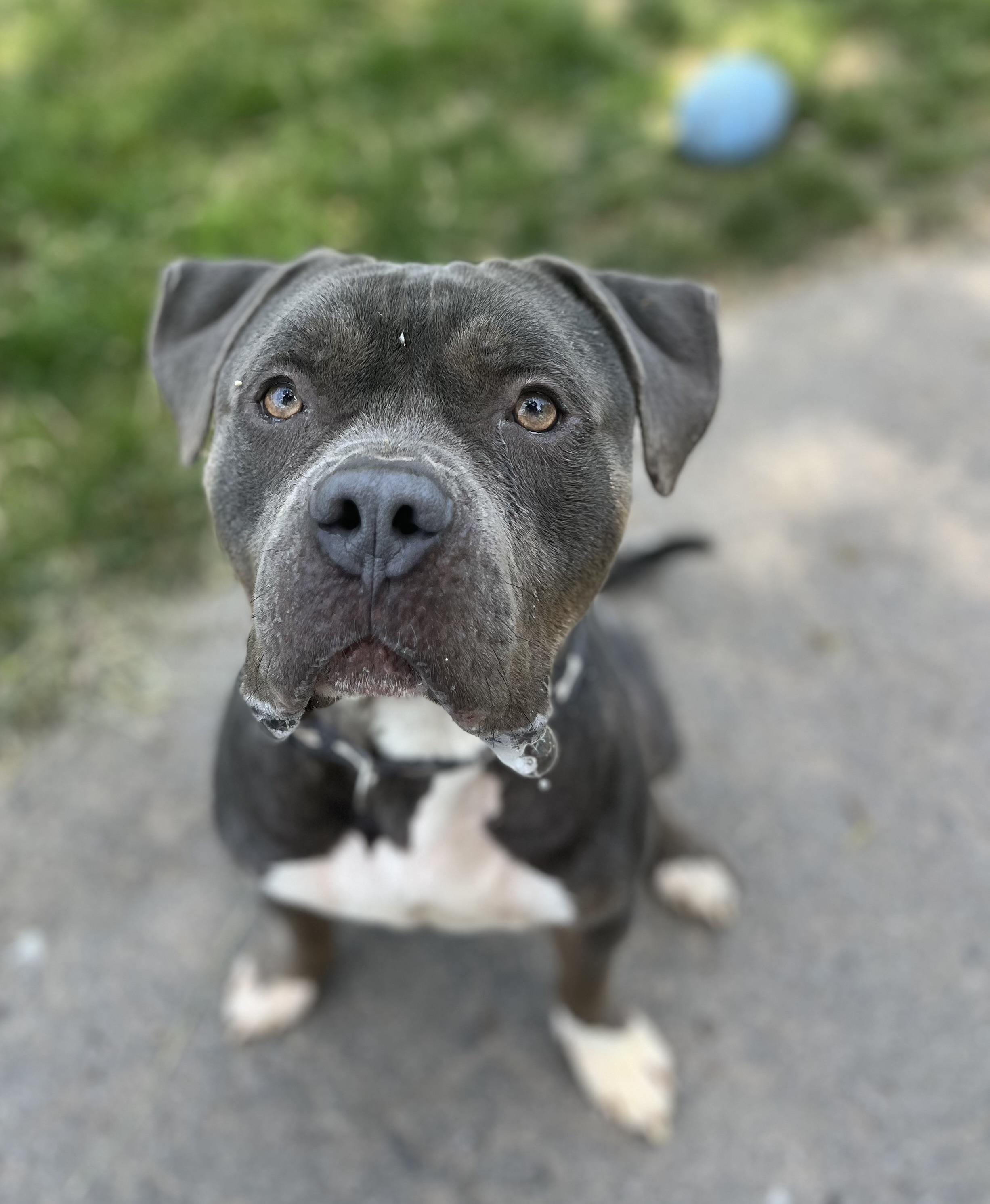 Blue Steel, ADOPTABLE, Adult Male American Bully.