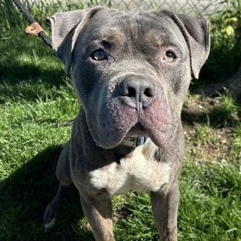 Blue Steel, a ADOPTABLE mixed breed in Buffalo, NY image 4/4