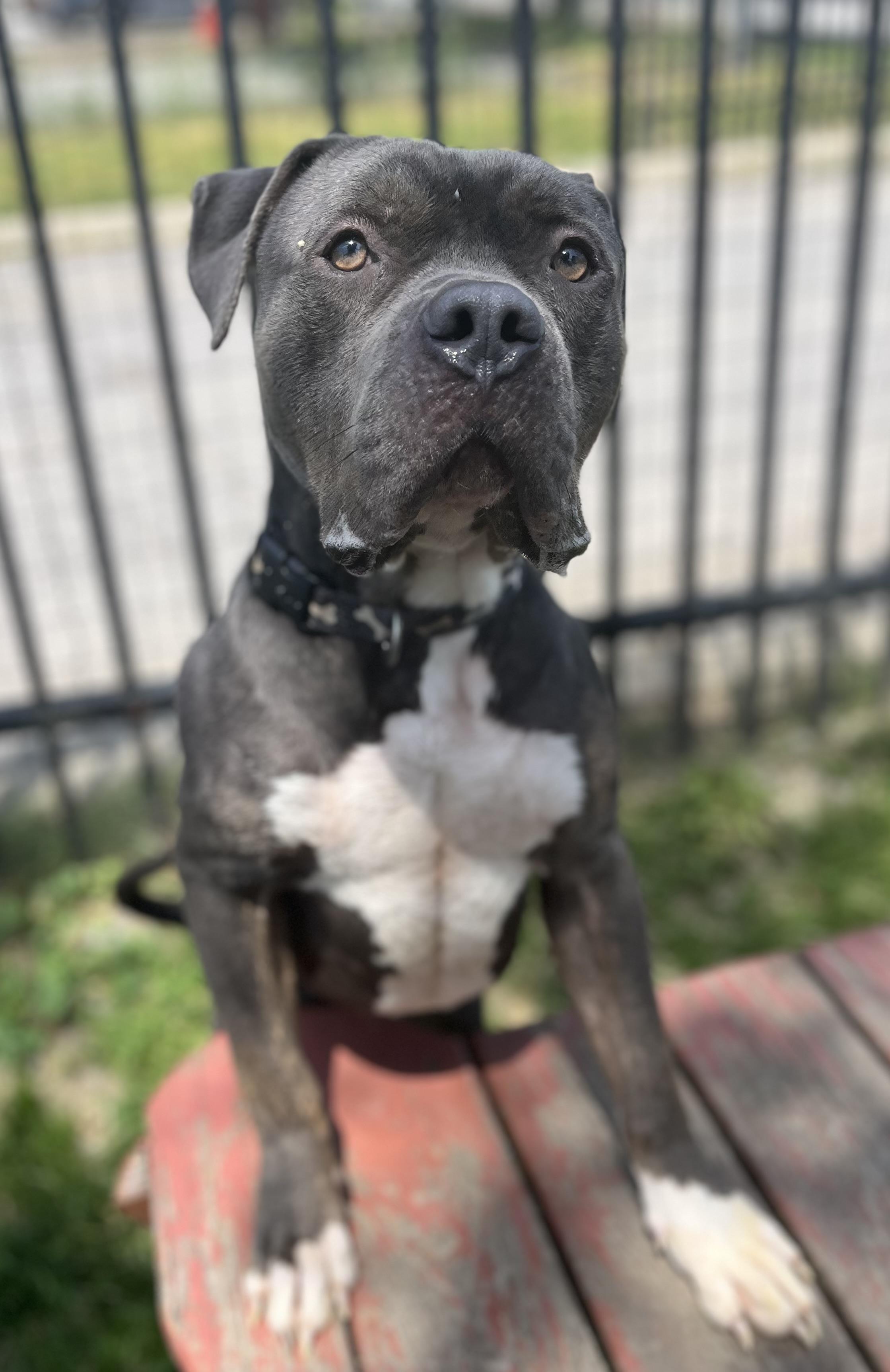 Enlarge Blue Steel, a ADOPTABLE mixed breed in Buffalo, NY image 5/6