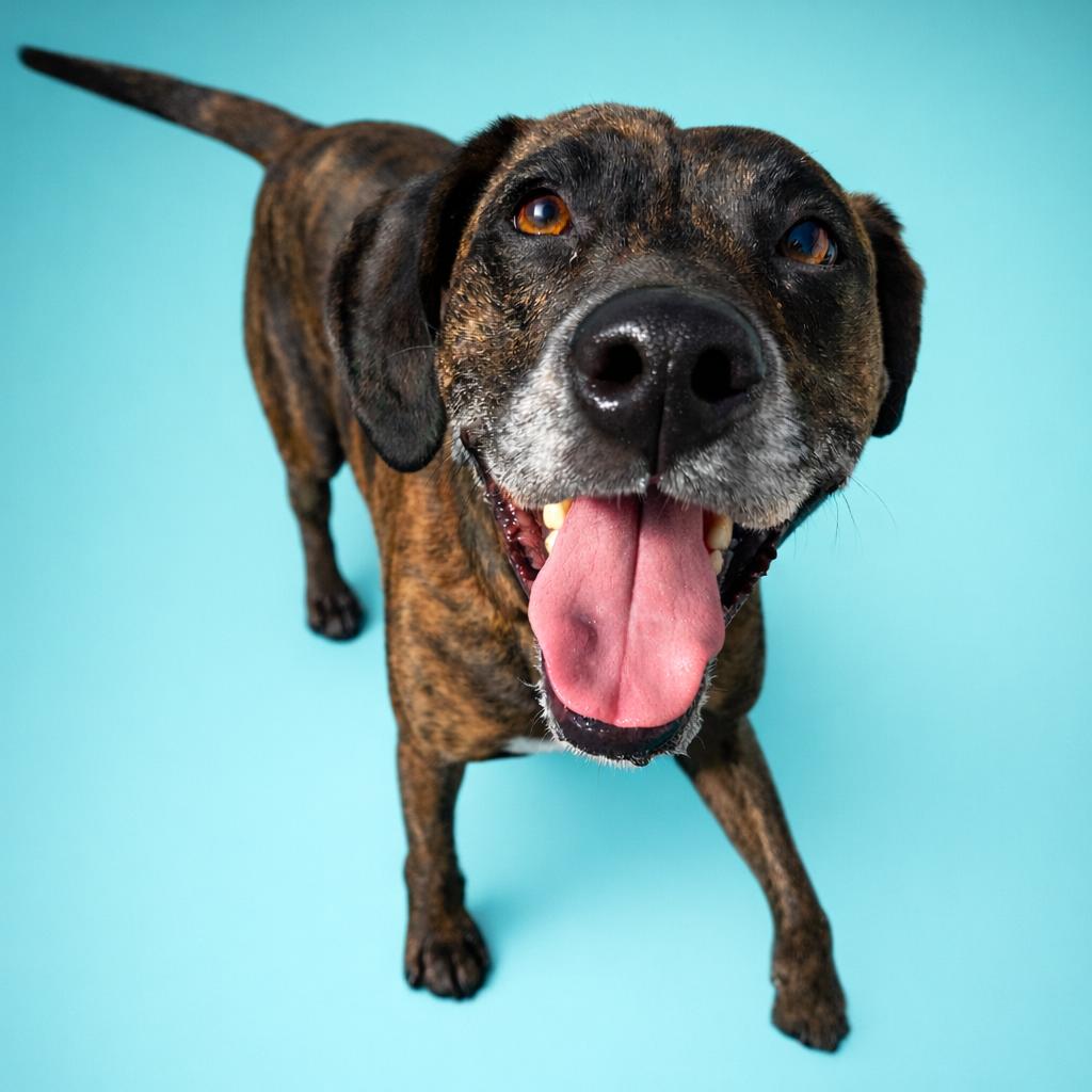 Leooo, Adoptable, Adult Male Plott Hound.