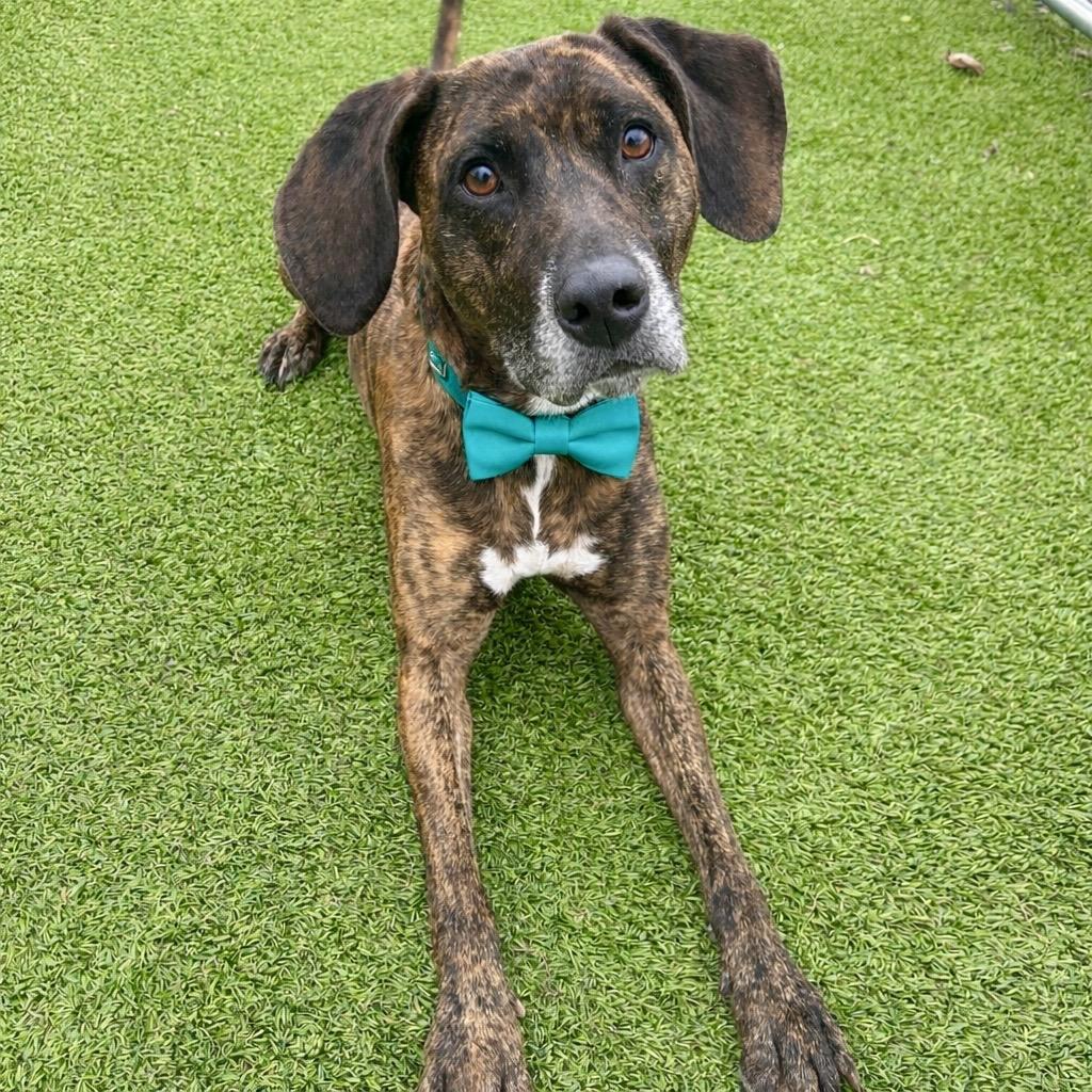 Enlarge Leooo, a Adoptable mixed breed in Binghamton, NY image 2/5