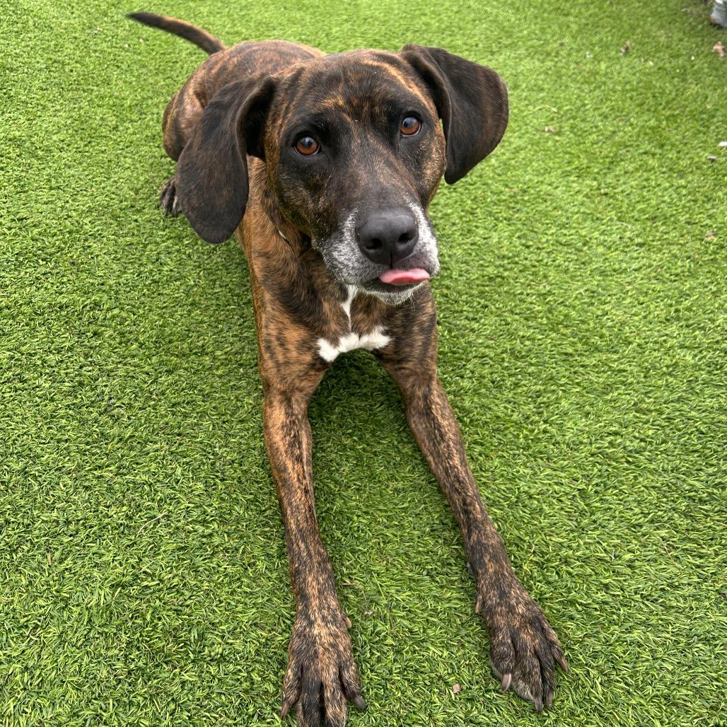 Enlarge Leooo, a Adoptable mixed breed in Binghamton, NY image 3/5