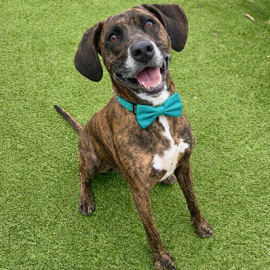 Enlarge Leooo, a Adoptable mixed breed in Binghamton, NY image 4/5