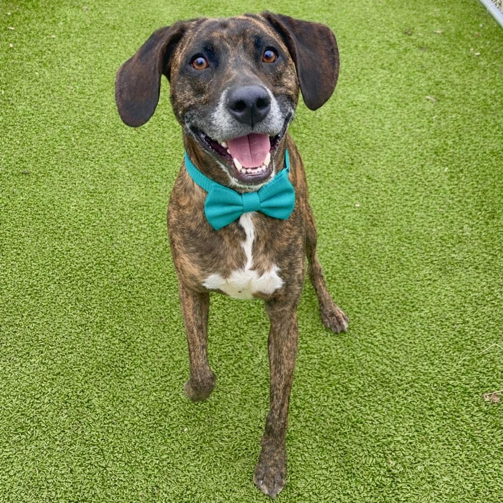 Enlarge Leooo, a Adoptable mixed breed in Binghamton, NY image 5/5