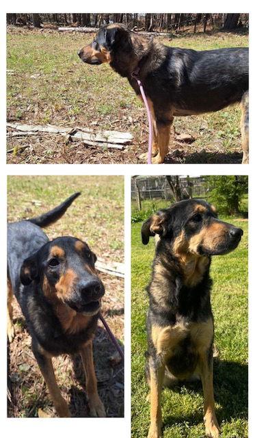 TRU, Adoptable, Adult Female Shepherd.
