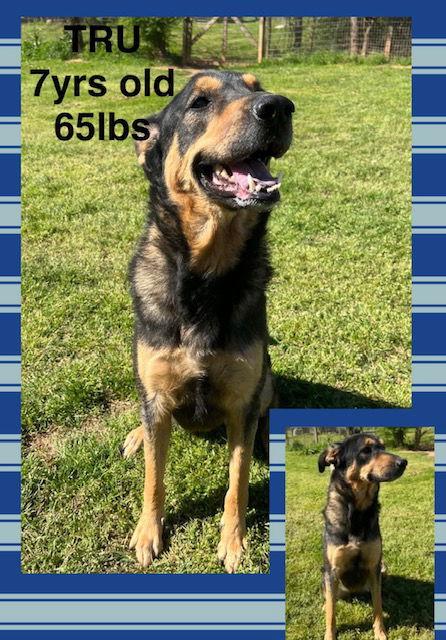 Enlarge TRU, a Adoptable Shepherd in Holbrook, NY image 2/2