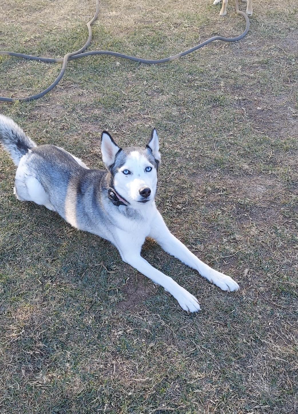 Enlarge Mel, an adopted Siberian Husky in Richmond, TX image 2/3