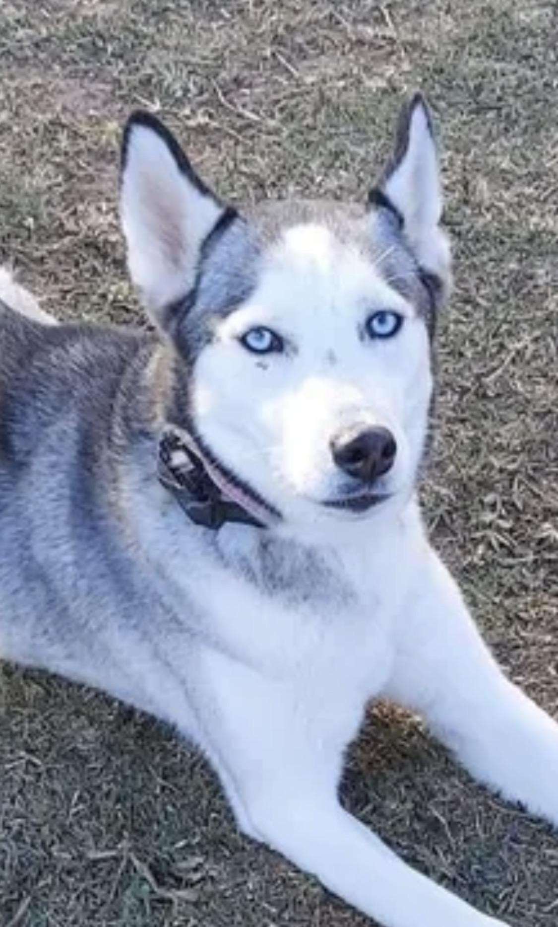 Enlarge Mel, an adopted Siberian Husky in Richmond, TX image 1/3