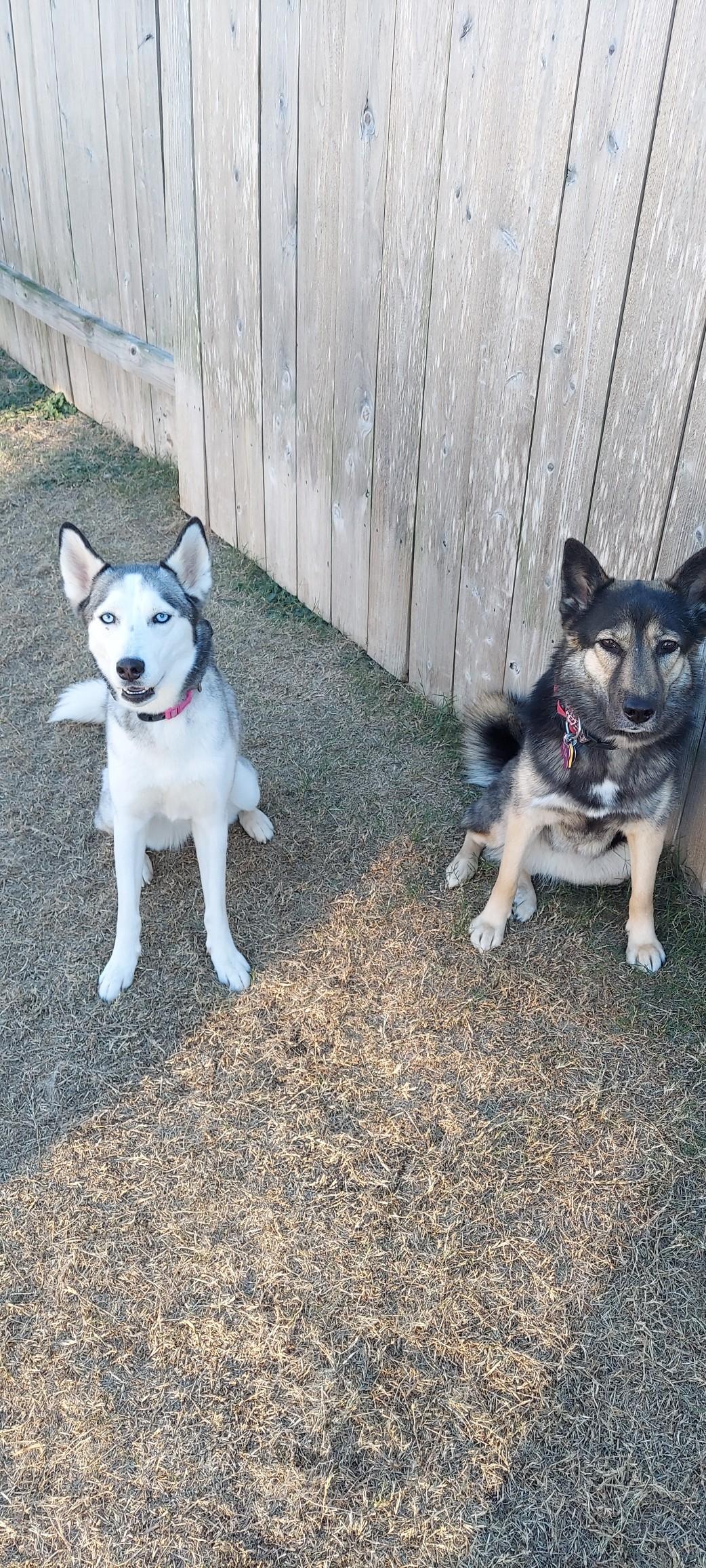 Enlarge Mel, an adopted Siberian Husky in Richmond, TX image 3/3