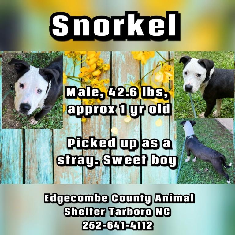 Snorkel, cute, small and handsome, he loves everyone!