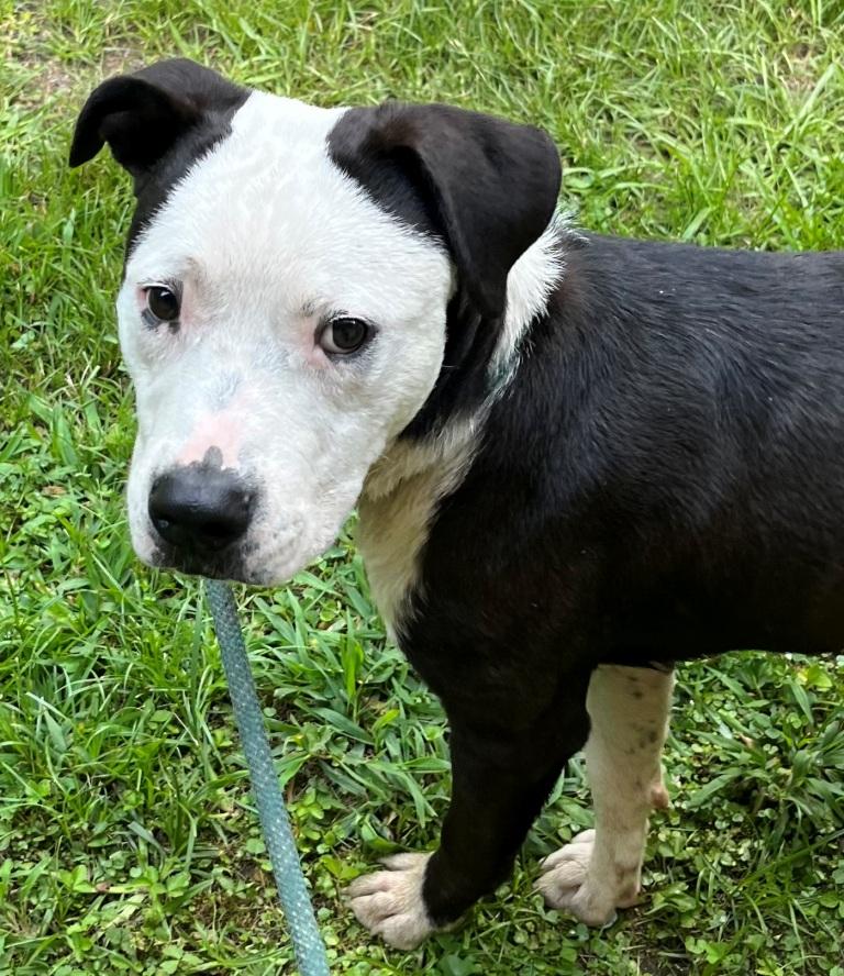 Snorkel, cute, small and handsome, he loves everyone!