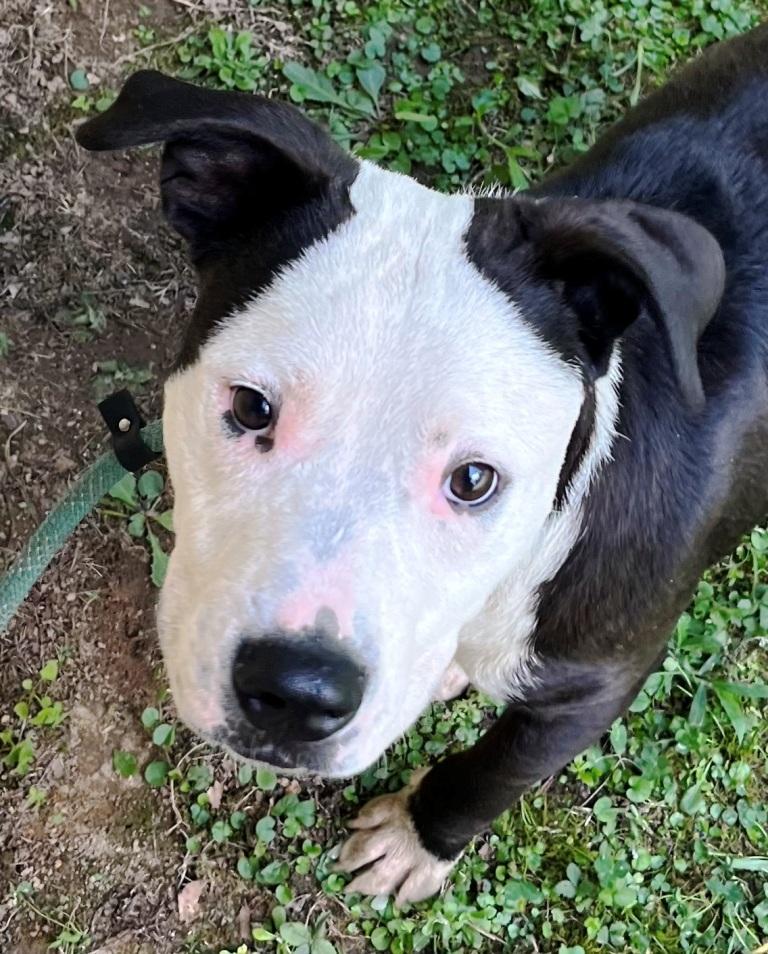 Snorkel, cute, small and handsome, he loves everyone!