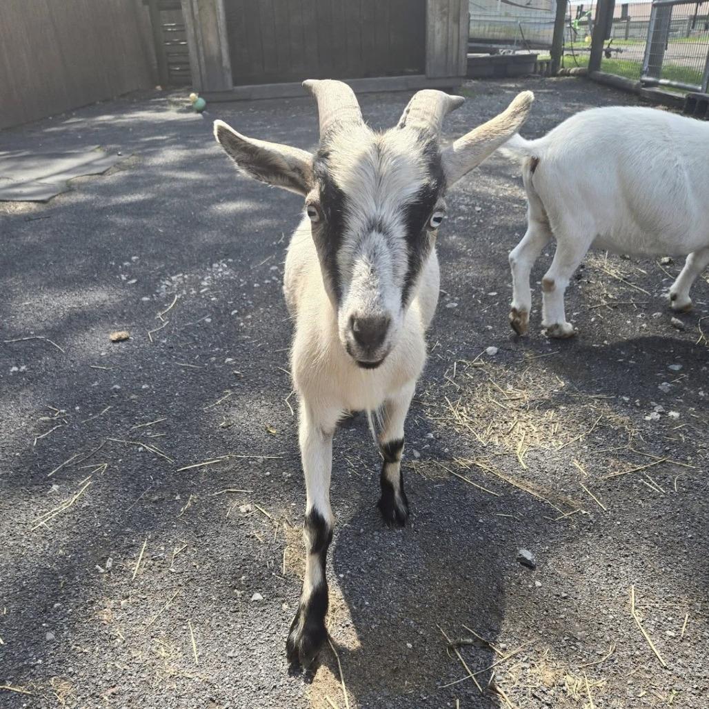 Enlarge Asiago, a Adoptable Nigerian Dwarf in Quakertown, PA image 1/1