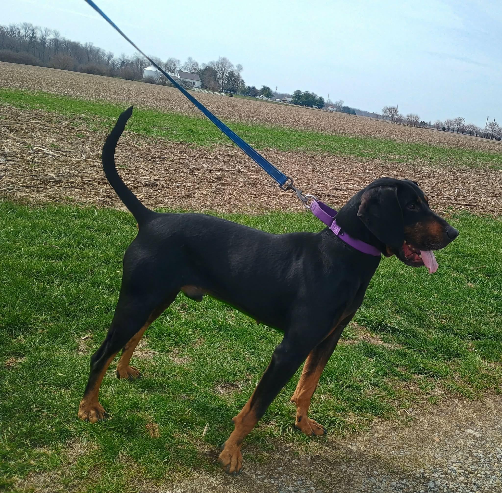 Enlarge Tango, a ADOPTABLE Black and Tan Coonhound in Liberty, IN image 4/4