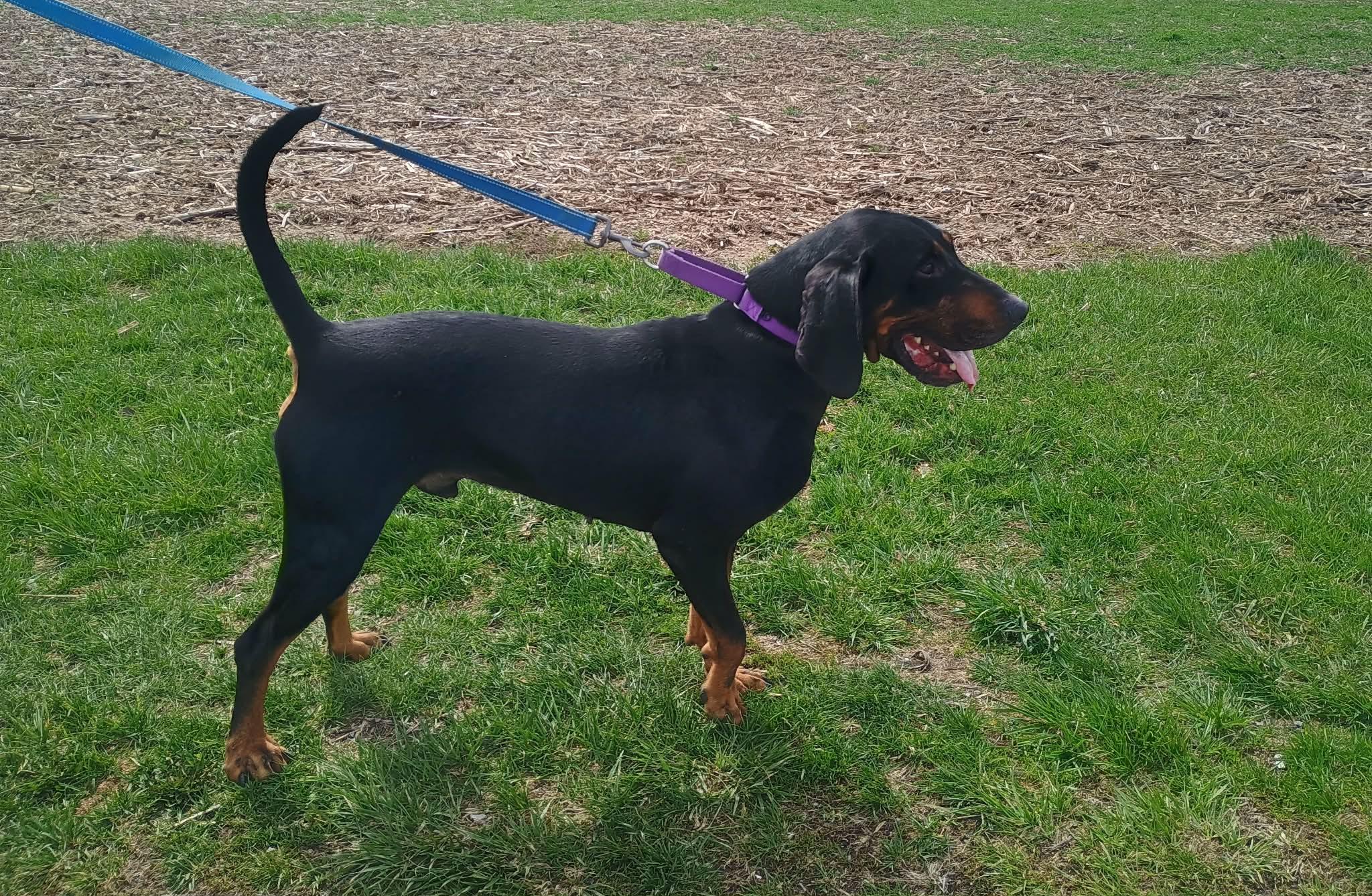 Enlarge Tango, a ADOPTABLE Black and Tan Coonhound in Liberty, IN image 2/4