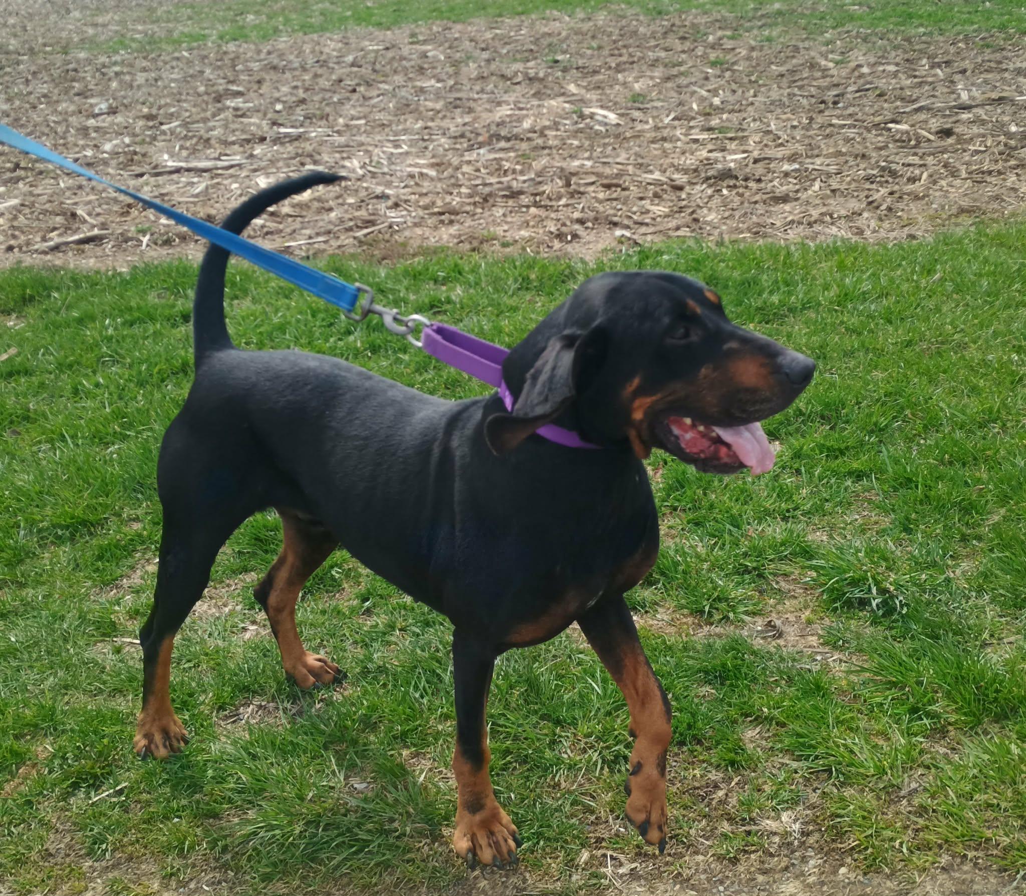 Enlarge Tango, a ADOPTABLE Black and Tan Coonhound in Liberty, IN image 3/4