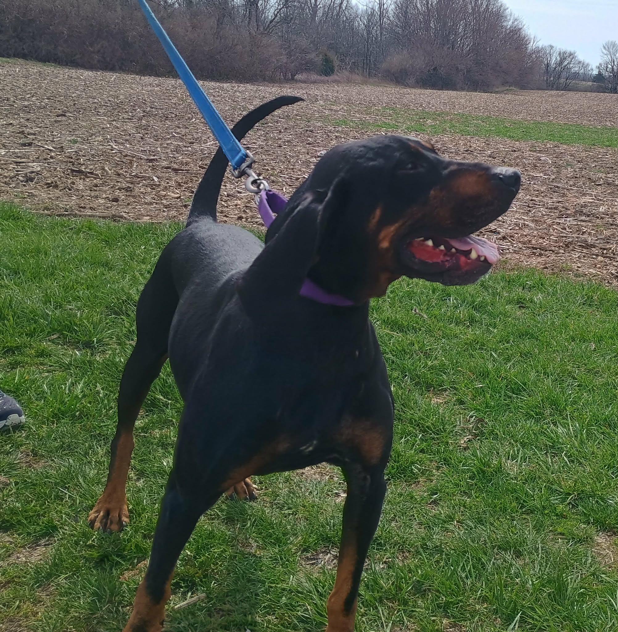 Enlarge Tango, a ADOPTABLE Black and Tan Coonhound in Liberty, IN image 1/4