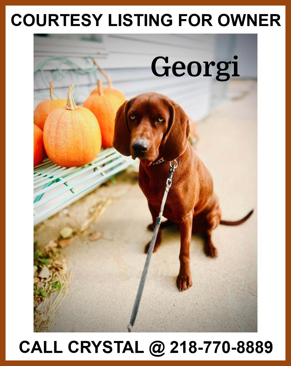 Georgi - COURTESY LISTING, Adoptable, Adult Male Redbone Coonhound.