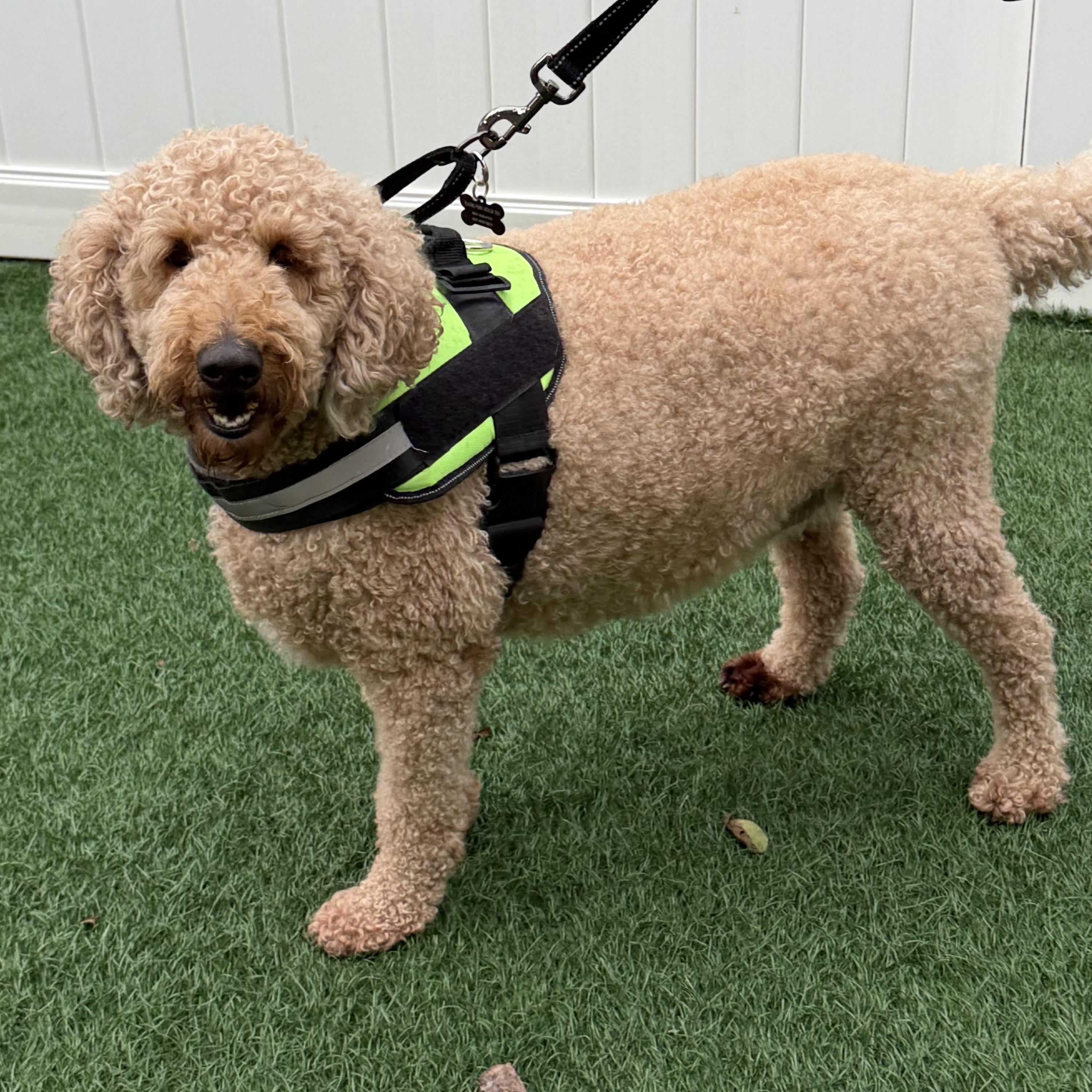 Enlarge Bailey, a Adoptable mixed breed in Libertyville, IL image 3/5