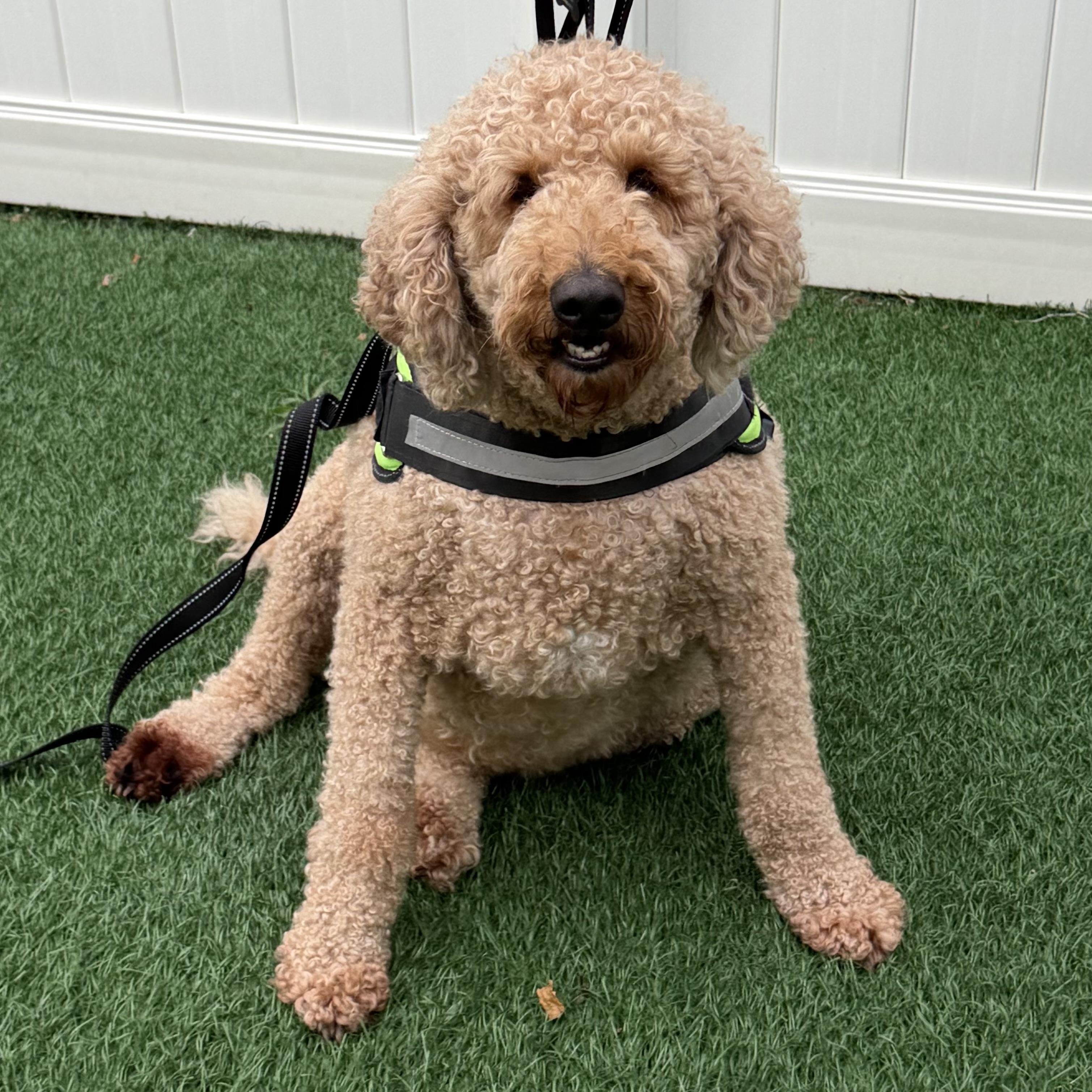 Enlarge Bailey, a Adoptable mixed breed in Libertyville, IL image 2/5