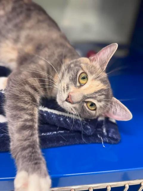 Tempe, ADOPTABLE, Young Female Domestic Short Hair.