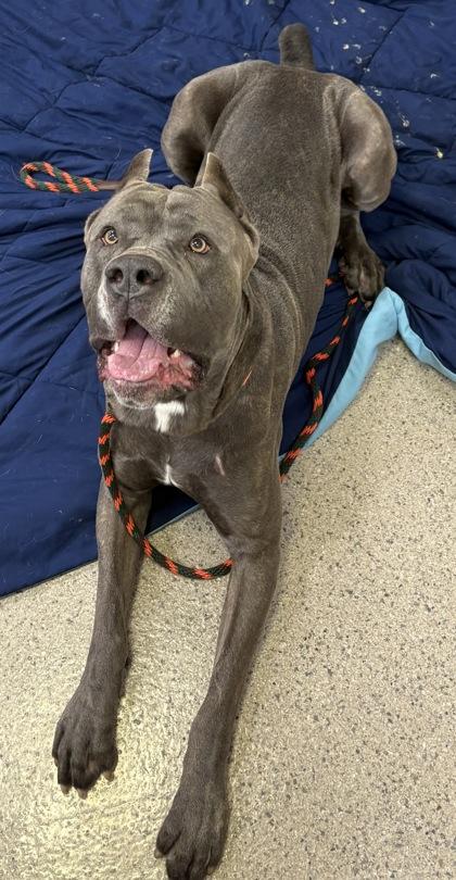 Snow Goose thumbnail 2