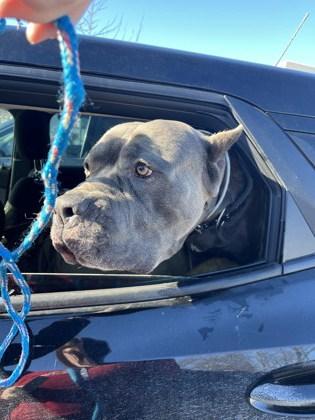 Snow Goose thumbnail 3