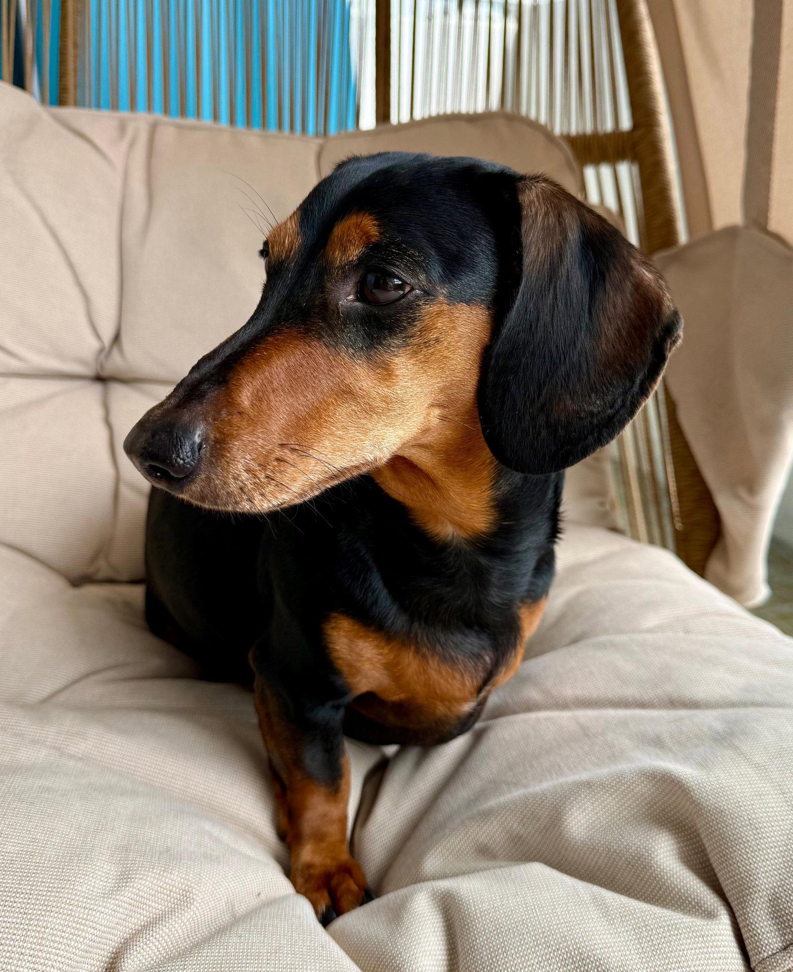 Toby9, Adopted, Young Male Dachshund.