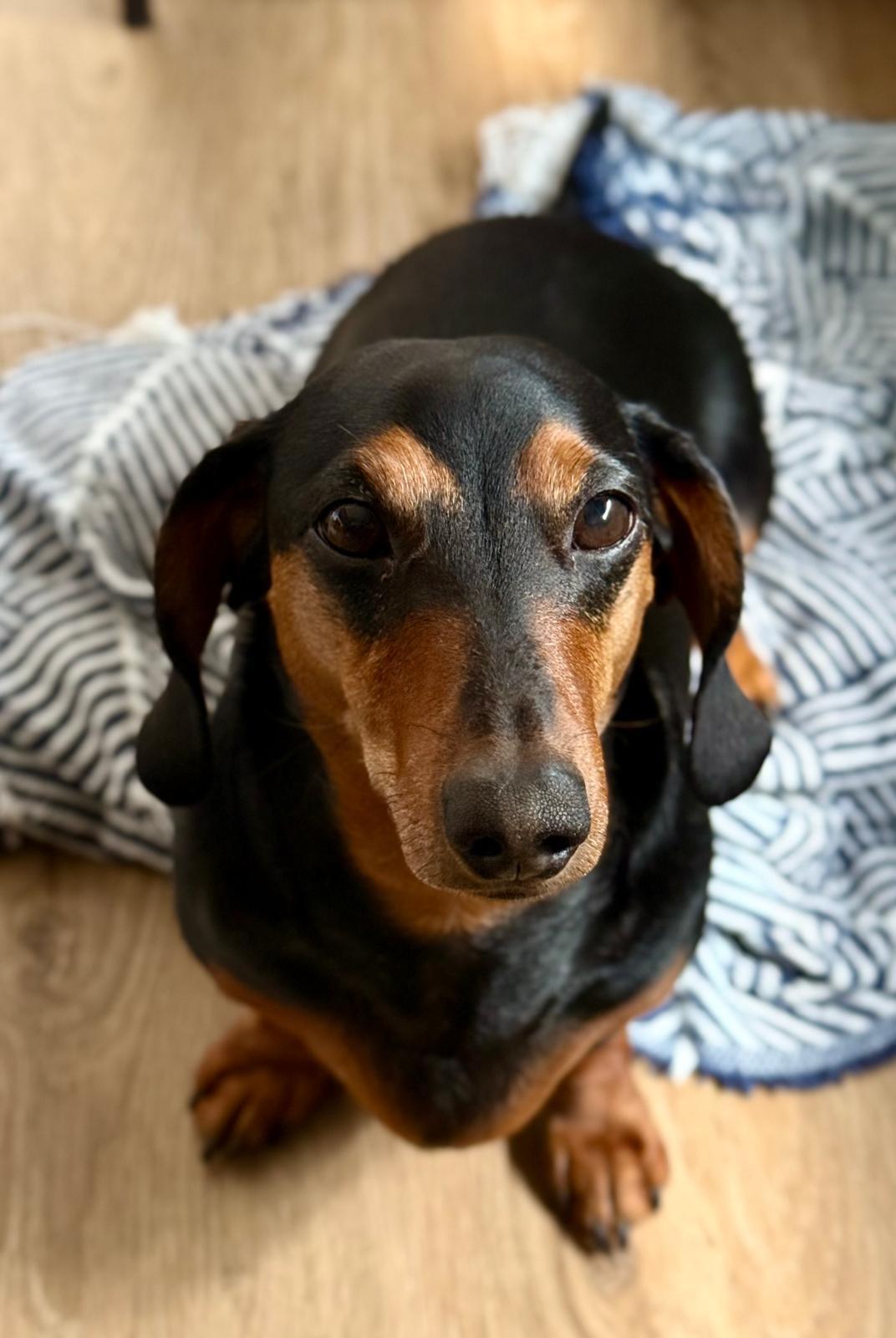 Enlarge Toby9, a Adopted Dachshund in West Columbia, SC image 2/2