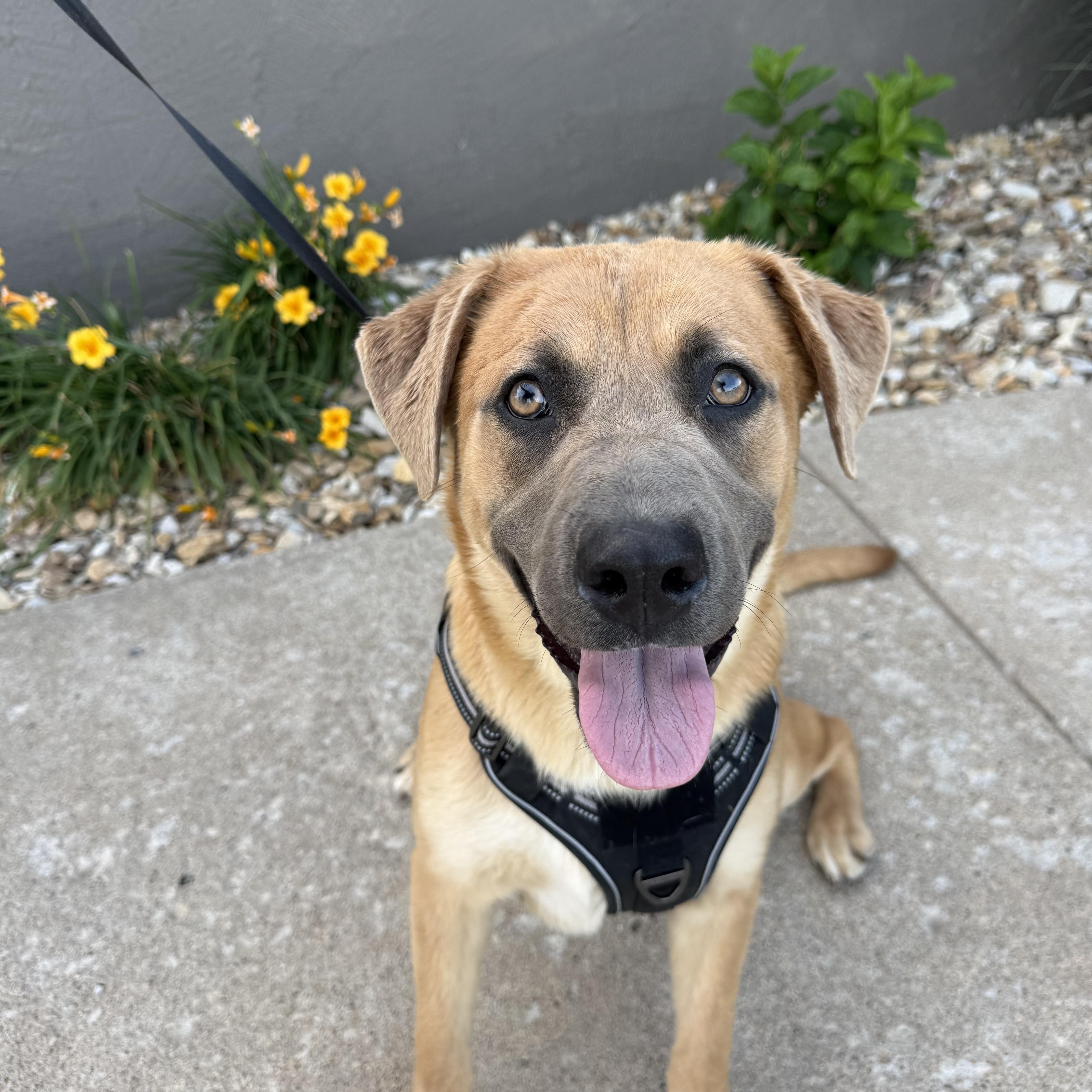 Enlarge Kylee, a ADOPTABLE mixed breed in Hiawatha, KS image 1/3