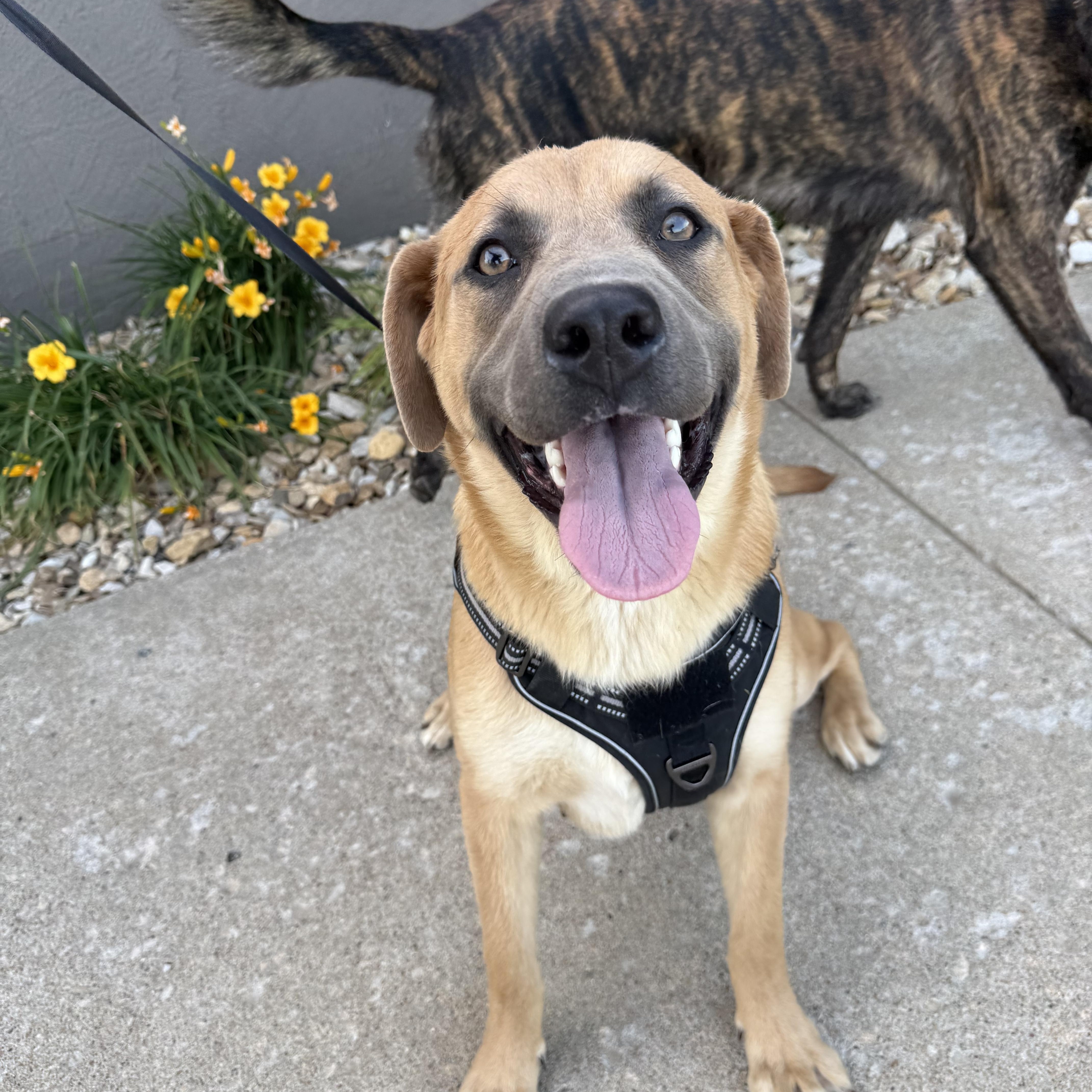 Enlarge Kylee, a ADOPTABLE mixed breed in Hiawatha, KS image 3/3