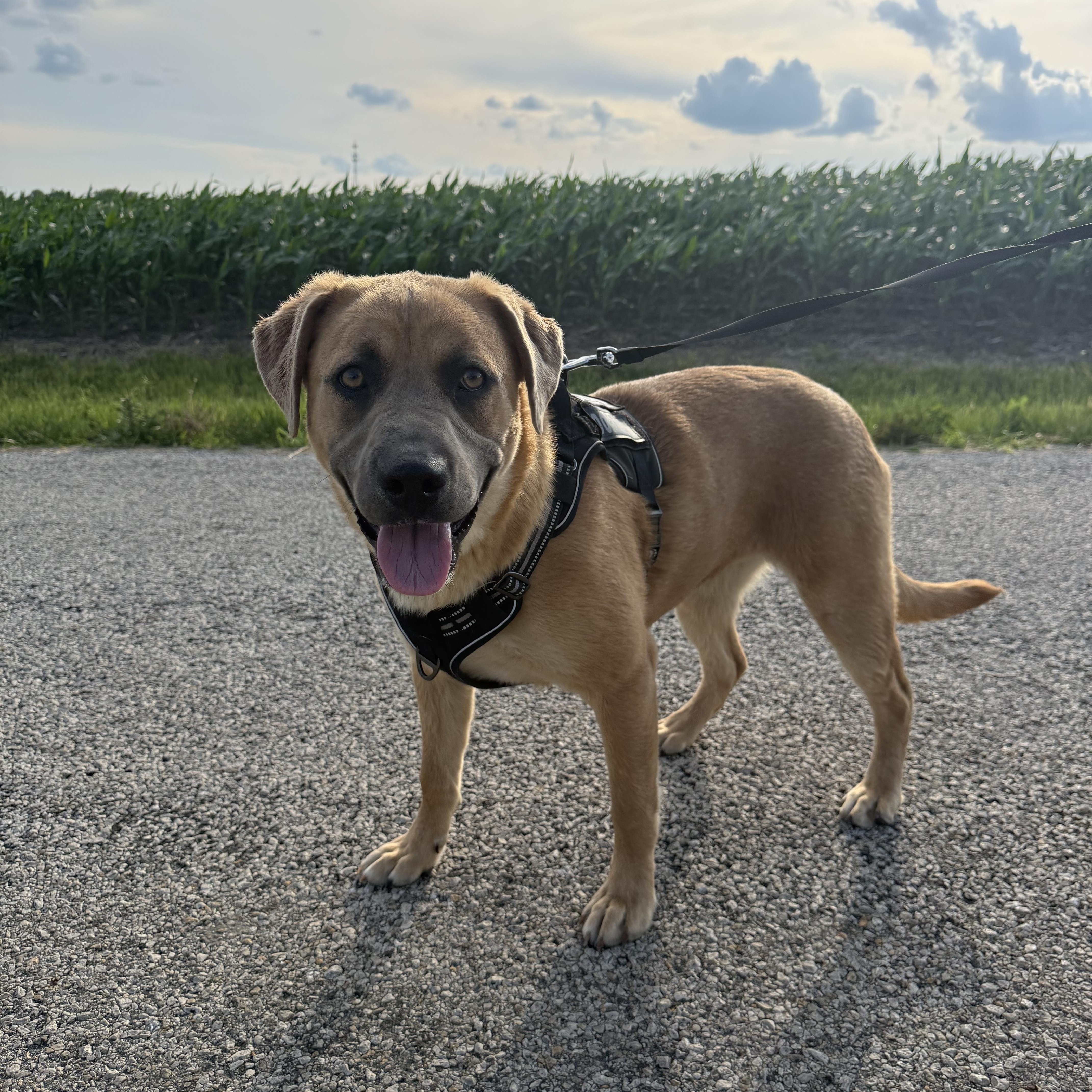 Enlarge Kylee, a ADOPTABLE mixed breed in Hiawatha, KS image 2/3