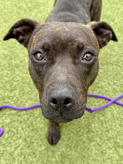 Baby Begonia, Adoptable, Adult Female Mixed Breed & Mixed Breed.